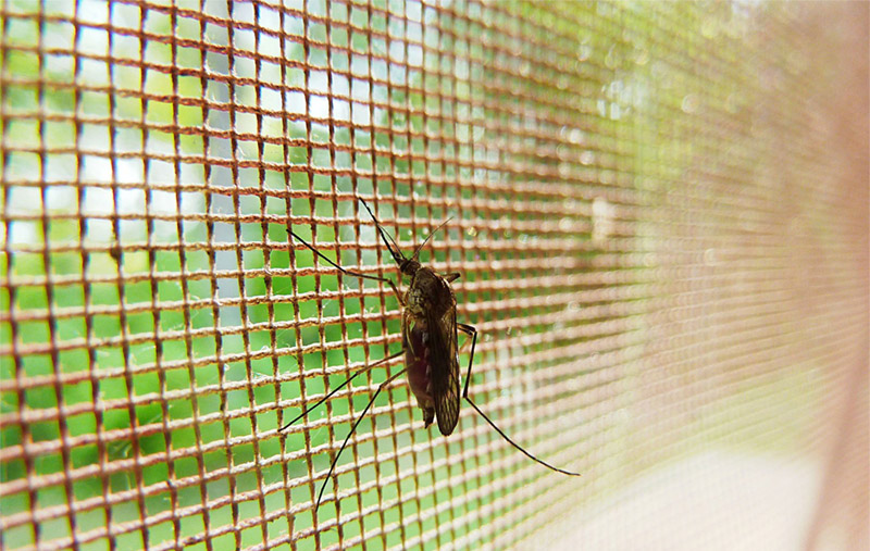 Subvenciones para la lucha contra plagas de mosquitos