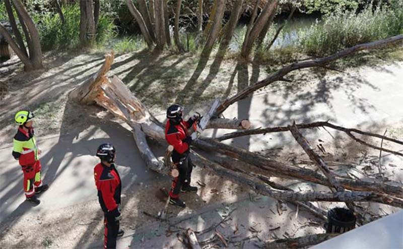 El Ayuntamiento de Palencia confía en que la retirada de árboles en mal estado comience este mes