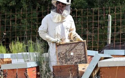La Montaña Palentina, un oasis para las abejas