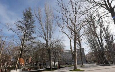 El Ayuntamiento talará doce árboles del parque de los Jardinillos