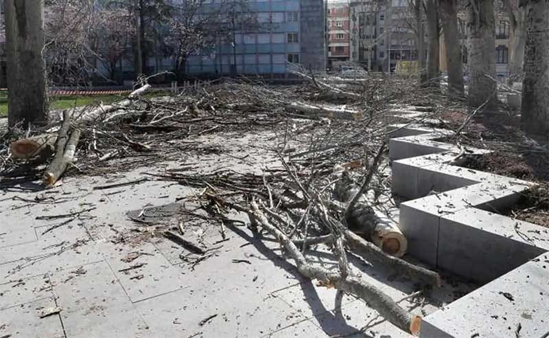 Adiós a los chopos muertos de los Jardinillos